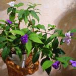 Брунфельсия: ароматный цветок из семейства Паслёновые