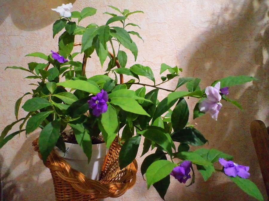 Брунфельсия: ароматный цветок из семейства Паслёновые