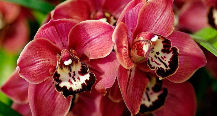 Орхидея Цимбидиум: описание и уход в домашних условиях