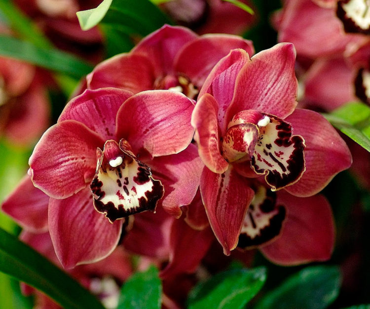 Орхидея Цимбидиум: описание и уход в домашних условиях