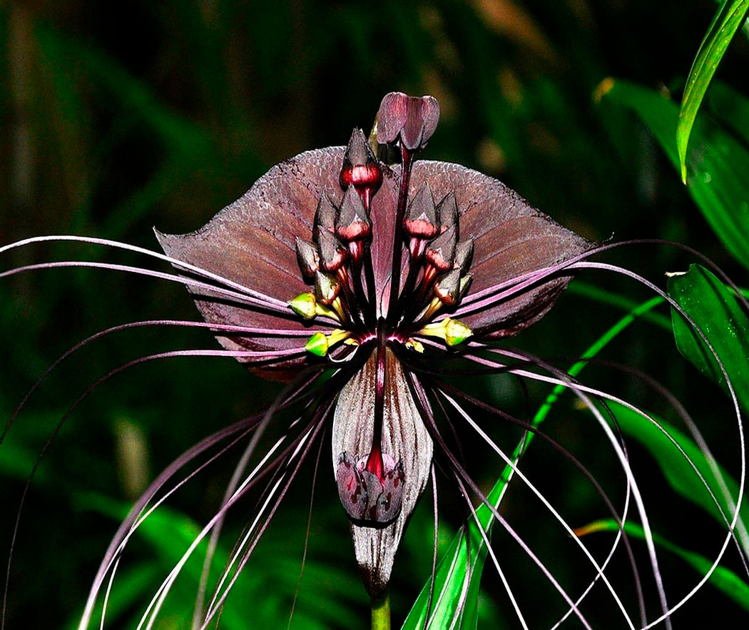 Такка — цветок из тропиков, похожий на орхидею
