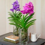 Орхидея ванда фото и описание тропической красавицы