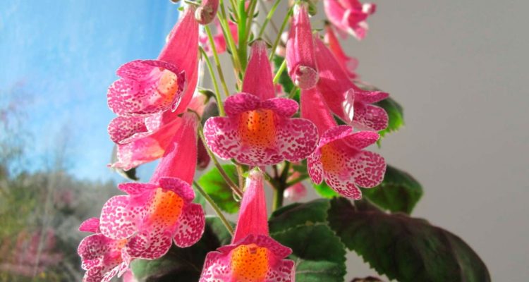 Смитианта: редкие цветы для дома и офиса