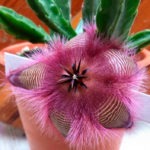 Стапелия: необычный цветок с запахом гнили