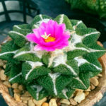 Ариокарпус — кактус без колючек, уход и выращивание