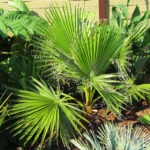 Пальма вашингтония: виды, выращивание и уход
