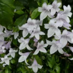 Азистазия: тропическое растение с целебными свойствами