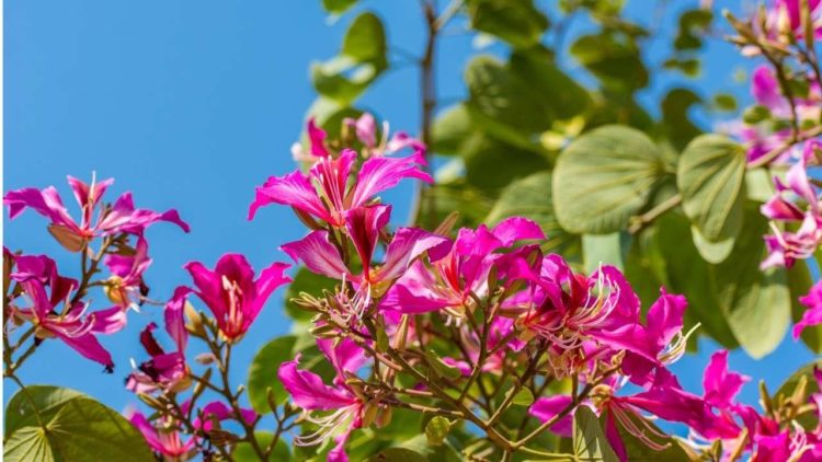 Баухиния: Уход и выращивание орхидейного дерева у себя дома