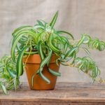 Хлорофитум хохлатый — полезное растение у вас дома