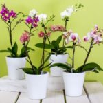 Пересадка орхидеи фаленопсис в домашних условиях: советы