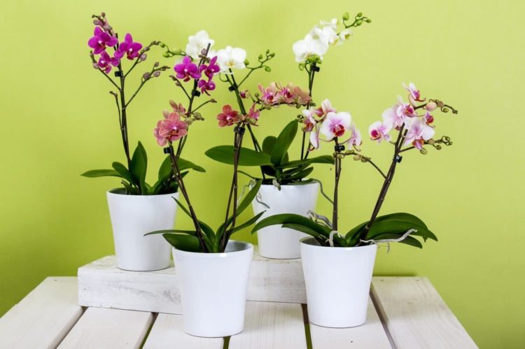 Пересадка орхидеи фаленопсис в домашних условиях: советы