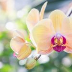 Какие существуют мифы и легенды об орхидеях - старые сказки