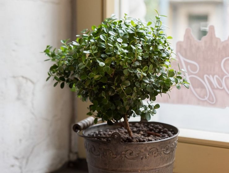 Мирсина — тропическое чудо растение в вашем доме и саду