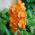 Оранжевая Орхидея аскоценда (аскоцентрум): уход и размножение
