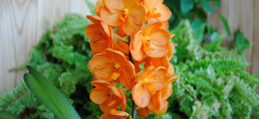 Оранжевая Орхидея аскоценда (аскоцентрум): уход и размножение