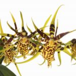 Орхидея Брассия: Выращиванием в домашних условиях