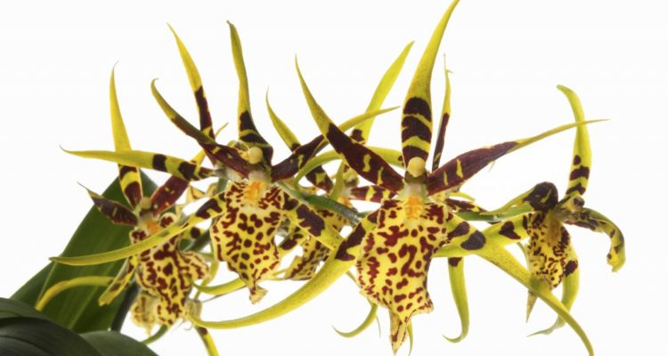 Орхидея Брассия: Выращиванием в домашних условиях