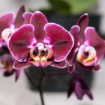 Описание орхидеи фаленопсис Биг Лип