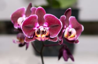 Орхидея Фаленопсис Биг Лип: описание и секреты ухода