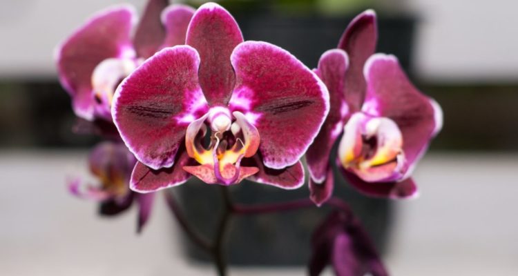 Орхидея Фаленопсис Биг Лип: описание и секреты ухода