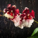 Уход за орхидеей Камбрия: Выращивание дома