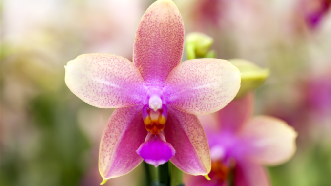 Как выбрать орхидею в магазине: основные правила покупки