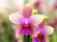 Как выбрать орхидею в магазине: основные правила покупки