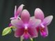 Орхидея Лиодоро