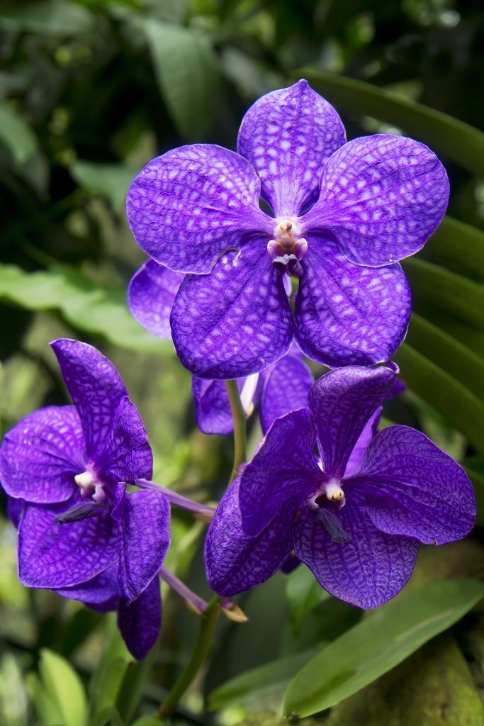 орхидея Ванда