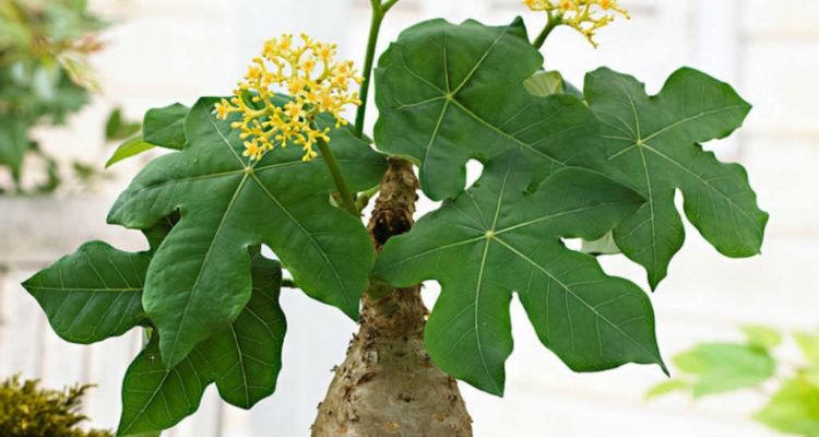 Ятрофа: эффектный суккулент с большими листьями