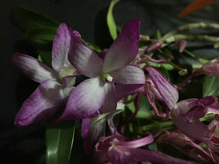 У орхидеи вянут листья и цветы: почему это происходит и что делать?