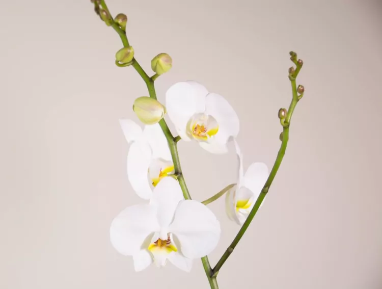 Покупаем орхидею в магазине: как по корням, листьям и цветоносу понять, что растение здоровое