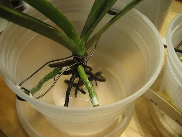 Незаменимая янтарная кислота: как с ее помощью подкормить или даже спасти орхидеи?