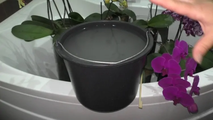 Незаменимая янтарная кислота: как с ее помощью подкормить или даже спасти орхидеи?