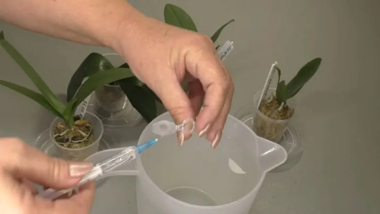 Биопрепарат Циркон: все об использовании средства для орхидей