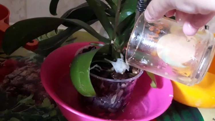 Готовим подкормку для орхидей. Обычная чесночная вода способна на многое