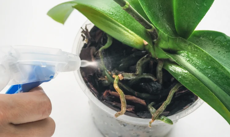 Как повысить иммунитет неженки орхидеи с помощью биодобавки “Эпин”