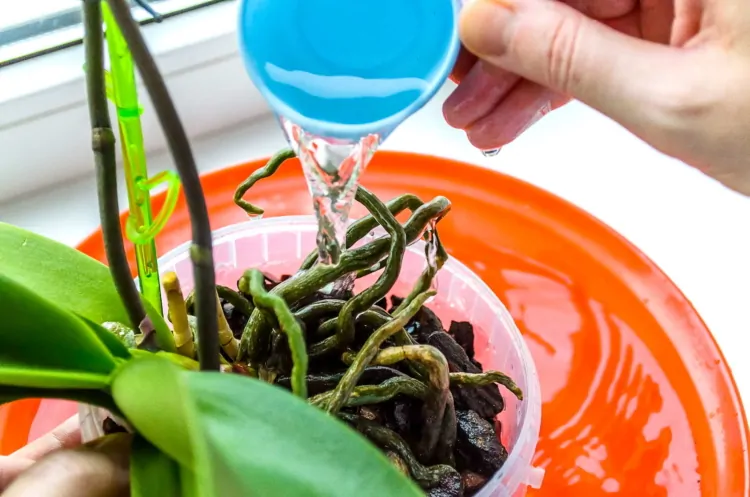 Как повысить иммунитет неженки орхидеи с помощью биодобавки “Эпин”