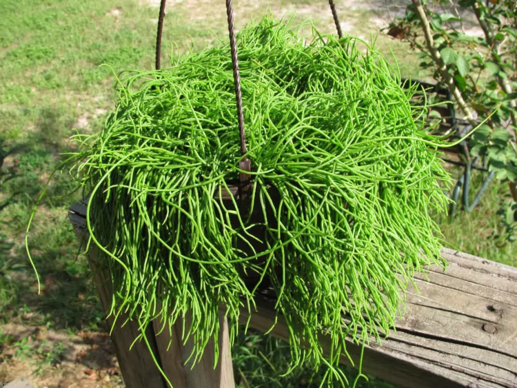 Вечнозеленые эпифитные кактусы хатиора и рипсалис. Отличия и особенности цветов