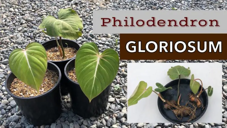 Филодендрон Глориозум — славный гигант с бархатистыми листьями