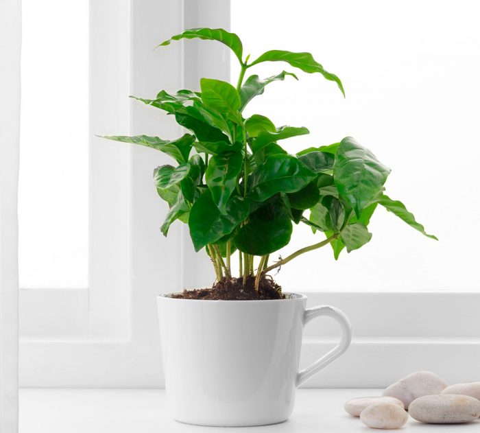 Кофейное дерево - можно ли вырастить дома?