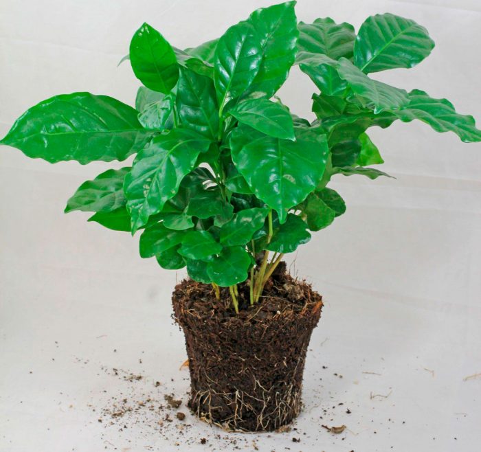 Кофейное дерево - можно ли вырастить дома?