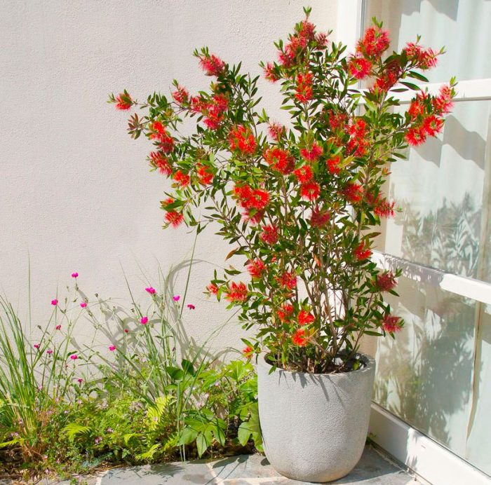 Растение Каллистемон: пышный кустарник дома