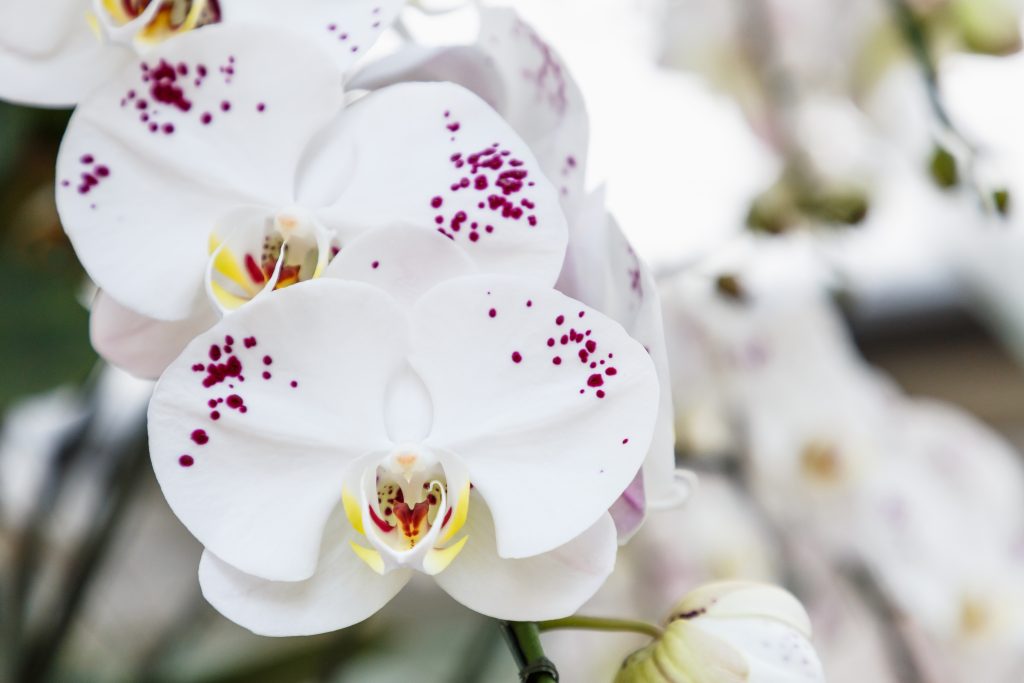 Актара для орхидеи