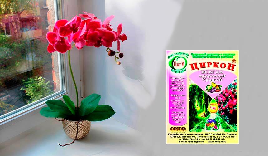 Биопрепарат Циркон: все об использовании средства для орхидей