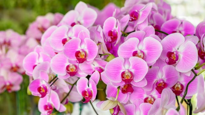 Болезни орхидей