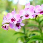 Чесночная настойка для полива орхидей