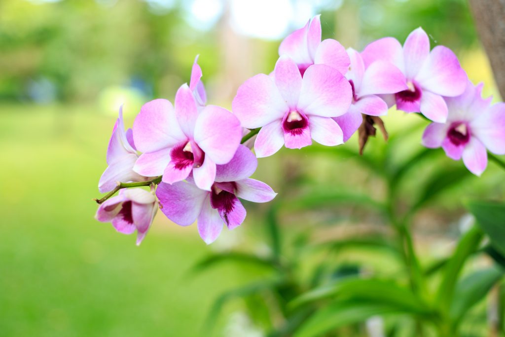 Чесночная настойка для полива орхидей