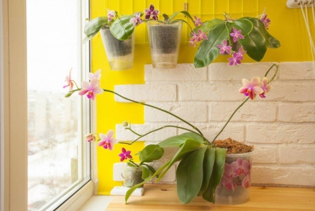 Орхидея Фаленопсис Лиодоро: фото