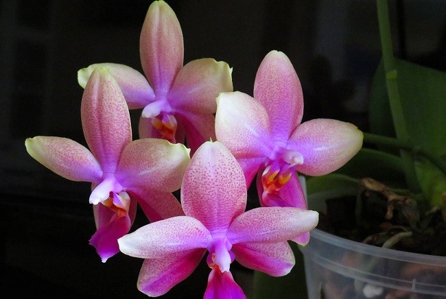 Орхидея Лиодоро и уход за ней. Что важно знать про растение?
